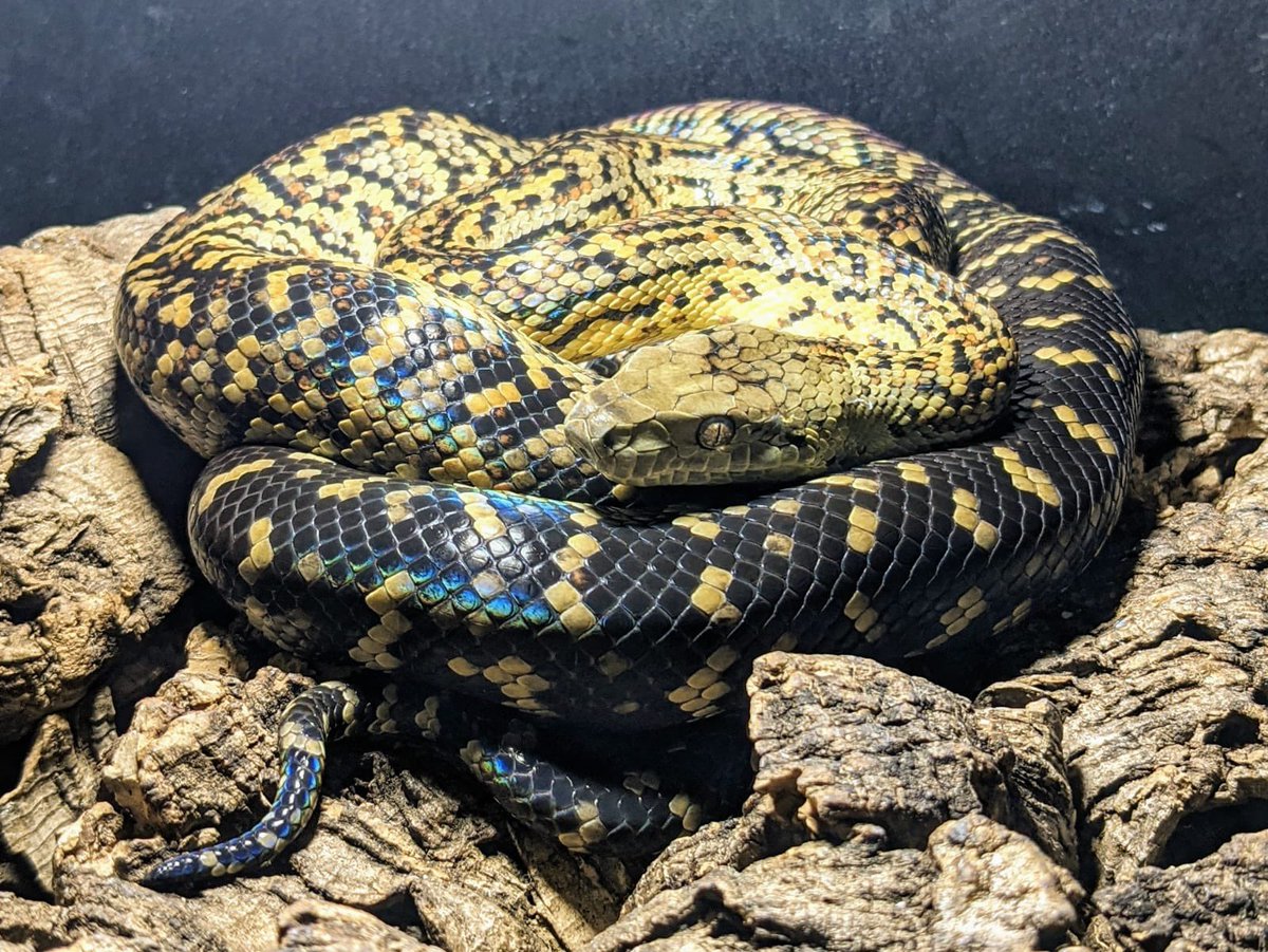 CrocodileCam's tweet photo. The rare Jamaican boa https://t.co/3EoOWGn7wv