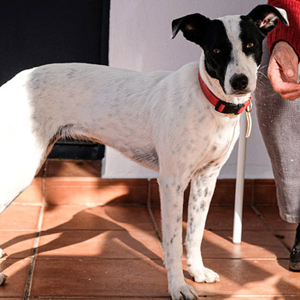 Narnia 🐶 es una preciosa #perrita de 1 año de tamaño mediano, muy cariñosa y activa, de una camada indeseada. La adoptó un matrimonio que se separó y la devolvieron a la prote. #Adopta en la Asociación Adopciones Huellas Serranas en #Aracena #Huelva +info bit.ly/2sWBFjH