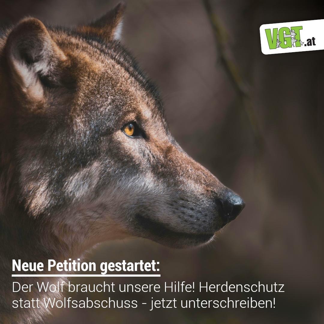 PETITION! Der #Wolf braucht unsere Hilfe! Das Artensterben greift um sich, überall wird die Natur zurück gedrängt. Alles muss genutzt werden, und was nicht nutzbar ist, wie der Wolf, muss weichen.
vgt.at/actionalert/wo… !B