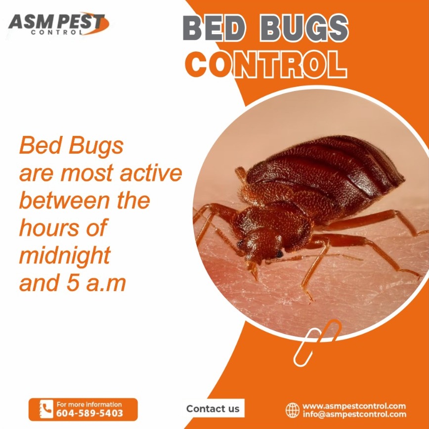 asmpestcontrol's tweet image. If you have seen evidence of bed bugs or want to help protect your home against this multiplying intruder, ASM Pest Control will come and inspect your home.
📷- 604 - 589 - 5403
📷-asmpestcontrol.com/bed-bug-contro…
.
.
.
#ASM, #ASMPestControl, #bedbuginfestation, #bedbugsolutions, #bedbugs