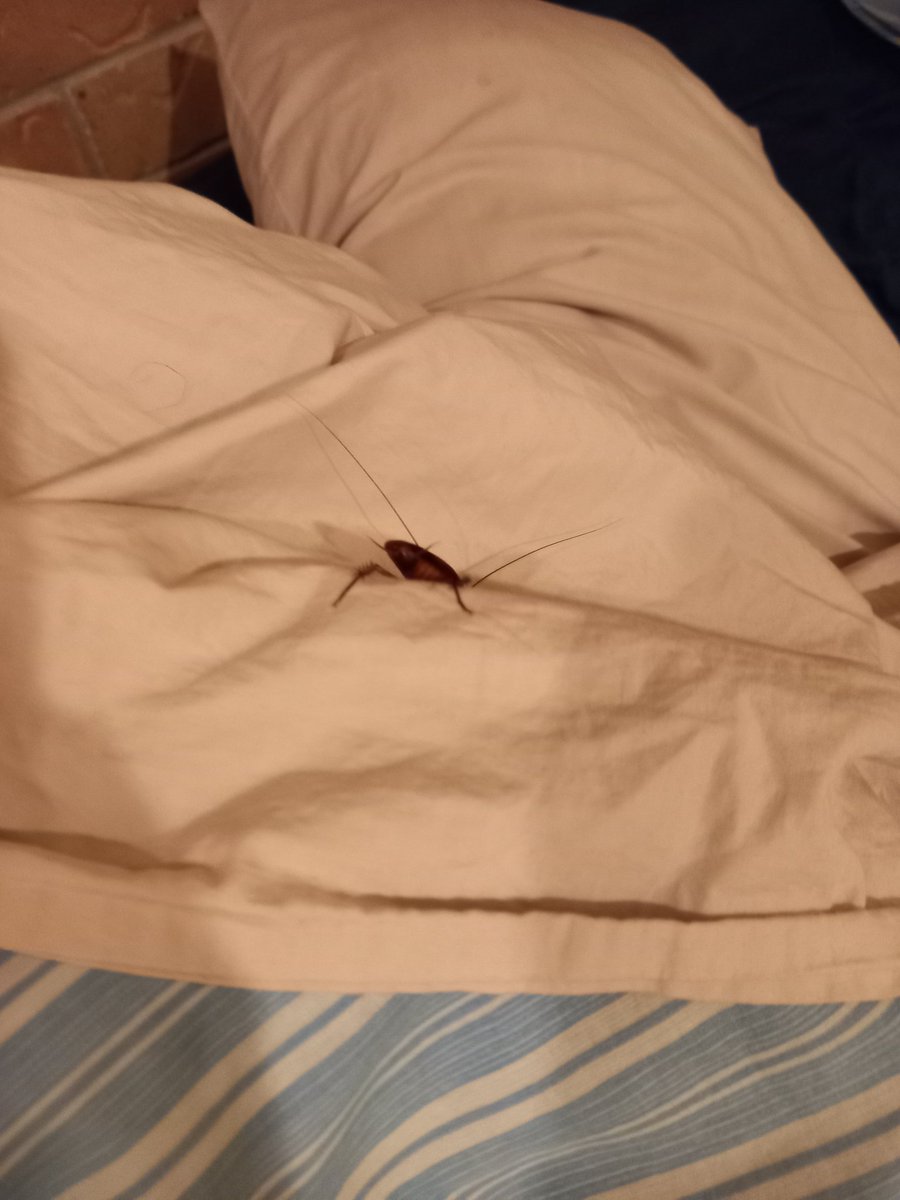 Some roach tried to sleep on me bloody bed!!!