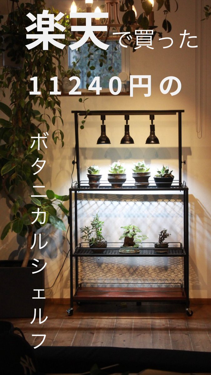 アイアンアガベ植物棚 楽天市場】mini植物棚 植物棚 アガベ 塊根植物 観葉植物
