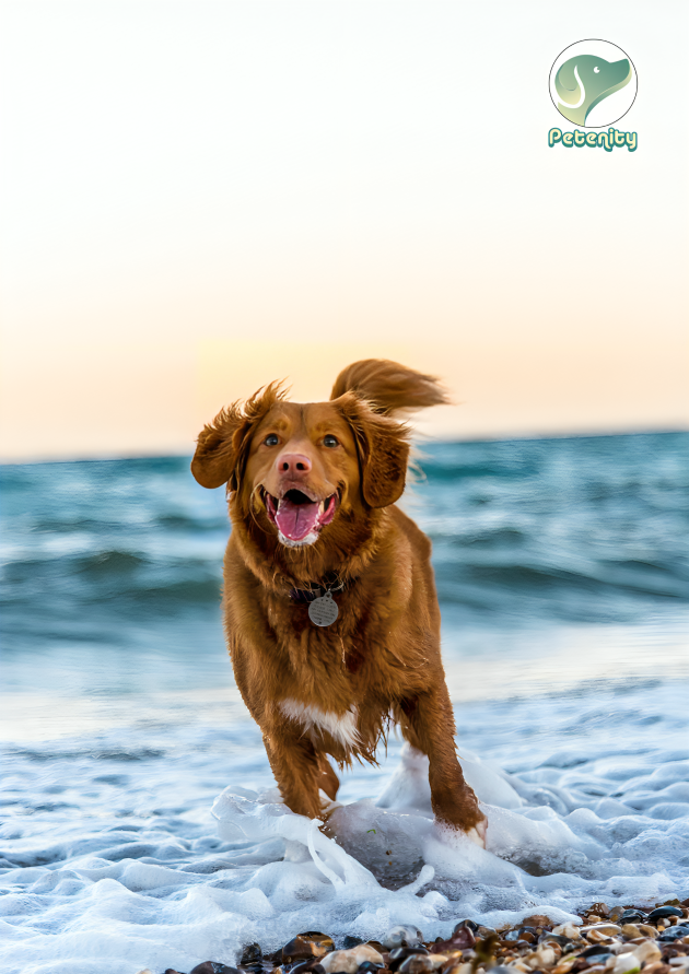 petenity's tweet photo. "Graceful as the tides, the Nova Scotia Duck Tolling Retriever dances with the waves, a symphony of agility and joy on the shimmering sea stage."
#SeaBoundPup #OceanRunner #TollerTideChaser #WaterDogWonder #CoastalCanine https://t.co/aAIPPgiMQF