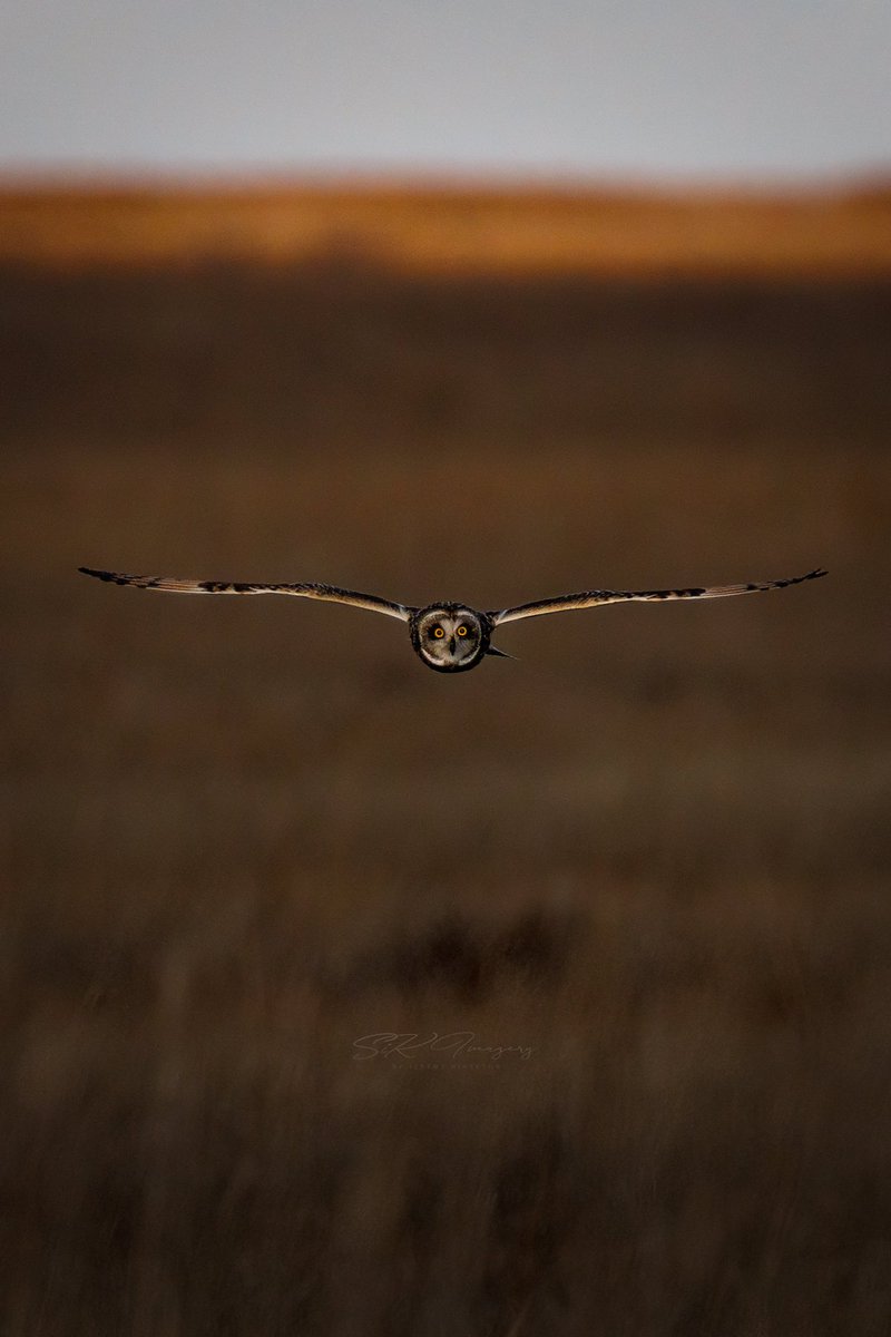 SiKImagery's tweet image. What’s up my friends! Stoked to have shot some short eared owls recently. Such a fun challenge!
Lets do one of my favorite threads…
#ANIMALS!
Share one of your favorite #animal shots. Bonus if it’s recent.
Don’t forget to #Repost and like/comment on your favs!
#shortearedowl