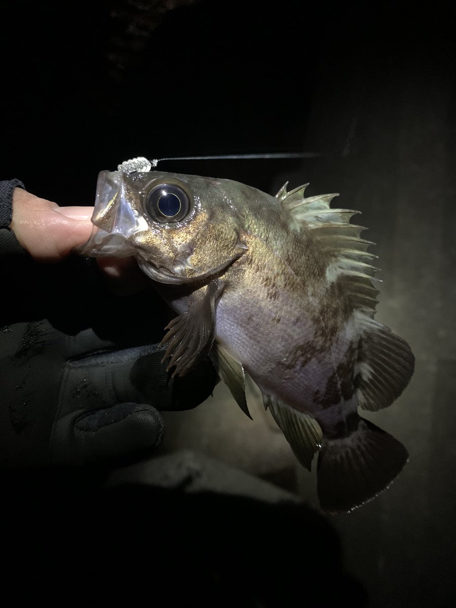 2re819run's tweet photo. とりあえず今年初釣行&amp;初フィッシュ🐟
今年も初フィッシュはメバル✨この一本だけでしたがありがたい🙏 https://t.co/FU7bixwrud