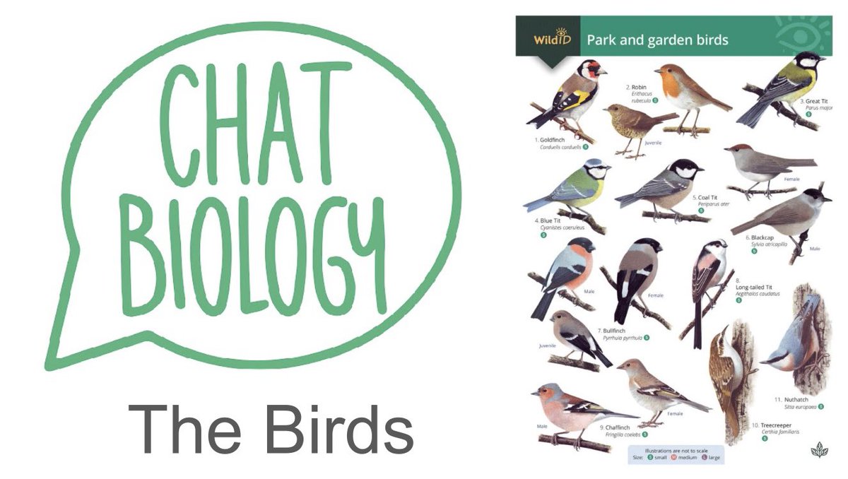 chatbiology's tweet image. Good afternoon, all!

Join us tonight at 8.30 for a chat about birds!

#ChatBiology
#ChatPhysics
#ChatChemistry
#ChatEcology