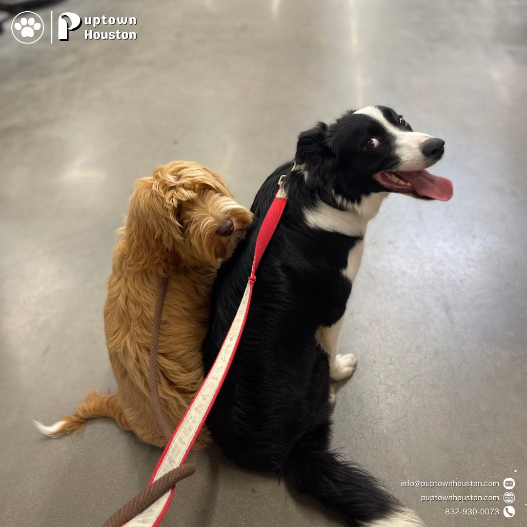PuptownHouston's tweet photo. Obedience in #dogs is crucial for their safety and well-being, as it helps them understand boundaries and expectations.

Teaching them to obey commands around distractions enhances their ability to focus and respond reliably in various situations.

Contact us:
https://t.co/IlptBuzn6p
832-930-0073
info@puptownhouston.com

#dogobediencetraining #dogtraining #houstondogtraining #puppytraining #dogtrainer