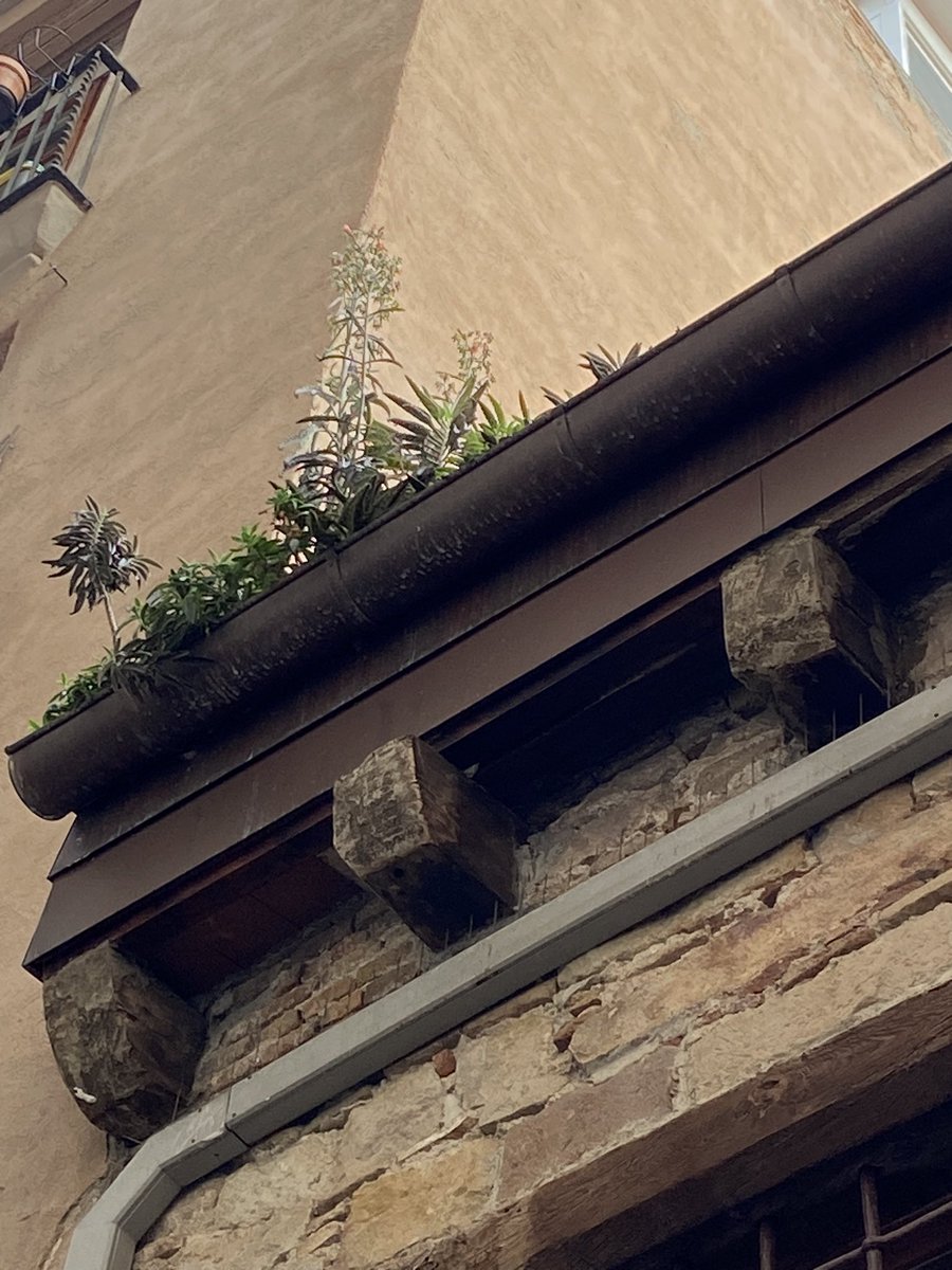 Observar les canals és una de les meves “costums”, ja que el dipòsit de sorra i pols ambiental conformen un excel.lent substrat amb condicions ideals d’humitat i aïllament com per crear una vegetació invasora.

Això provocarà afectacions negatives a elements de coberta i façana.