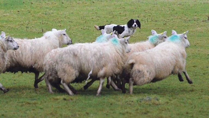 As we enter lambing season it seems a good time to remind everyone of the often devastating effect that Livestock Worrying has on our farming community. #OpRecall is a national campaign, please take the pledge 🐑 . orlo.uk/WfFqV #OpRecall #naturewatch #rspca #nfu #1886