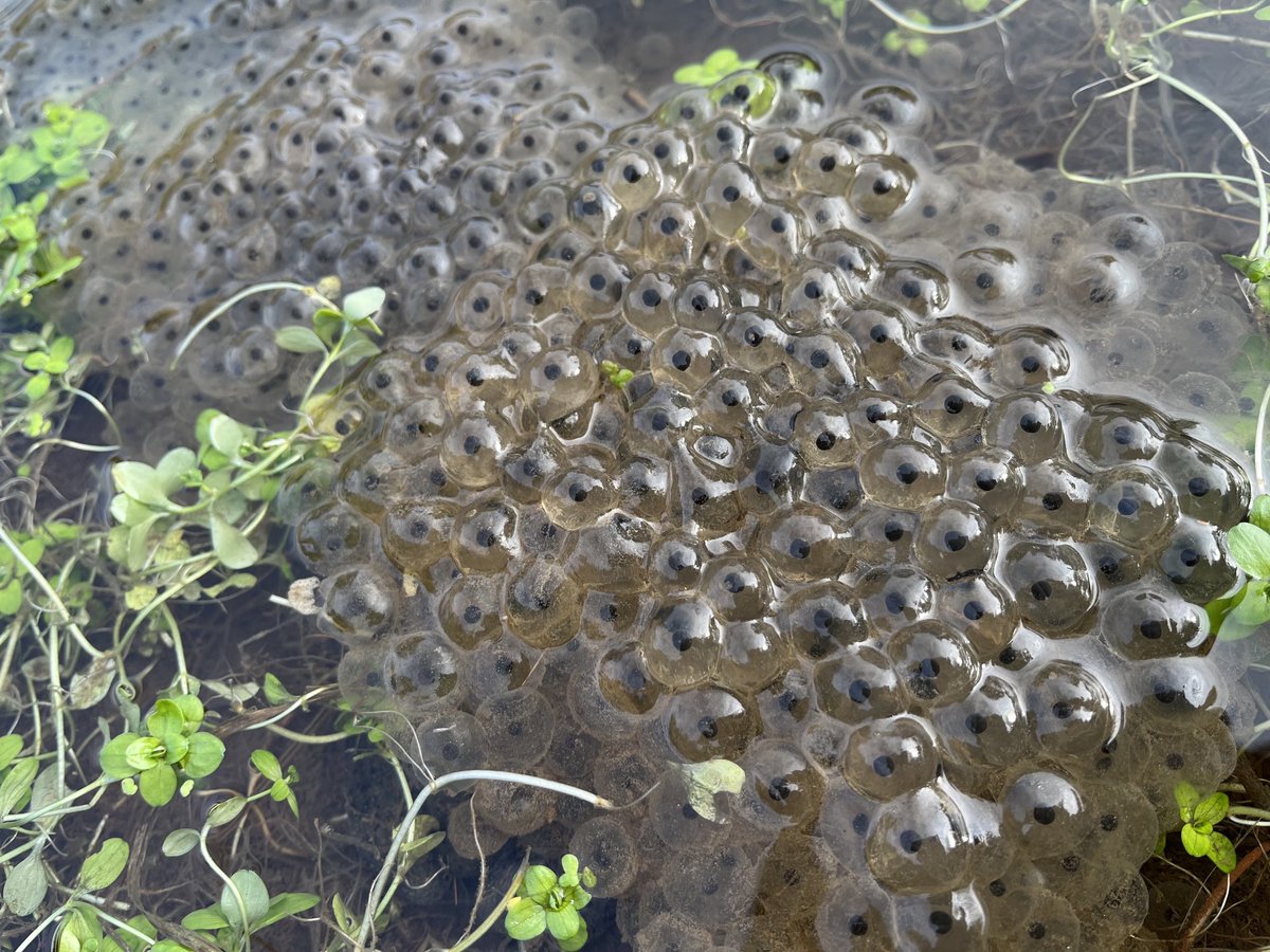 exmoormare's tweet photo. #Frogspawn on #dunkery @ExmoorNP @ExmoorMagazine @ExmoorSociety https://t.co/6rM7O4hXL0