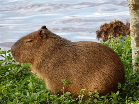 Capybara Coin tweet media