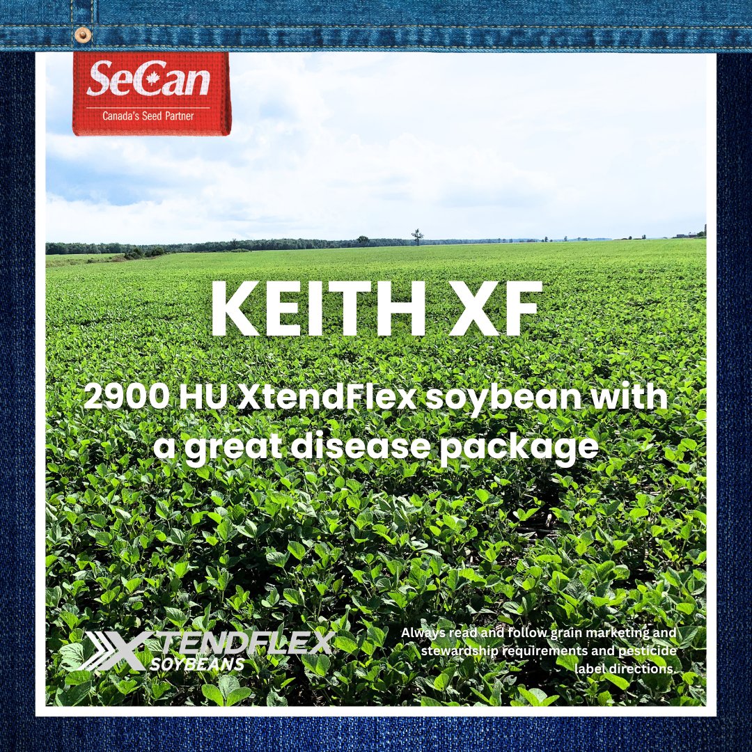 SeCan's tweet photo. Keith XF is a long season XtendFlex® soybean variety with a strong Phytophthora root rot resistance and good white mold rating. 🌱

For more information about our SeCan soybeans visit https://t.co/kfQHTvPF2I

#GenesThatFitYourFarm
#TraitedSoybeans
#CanadasSeedPartner https://t.co/2ZFOUFWatr