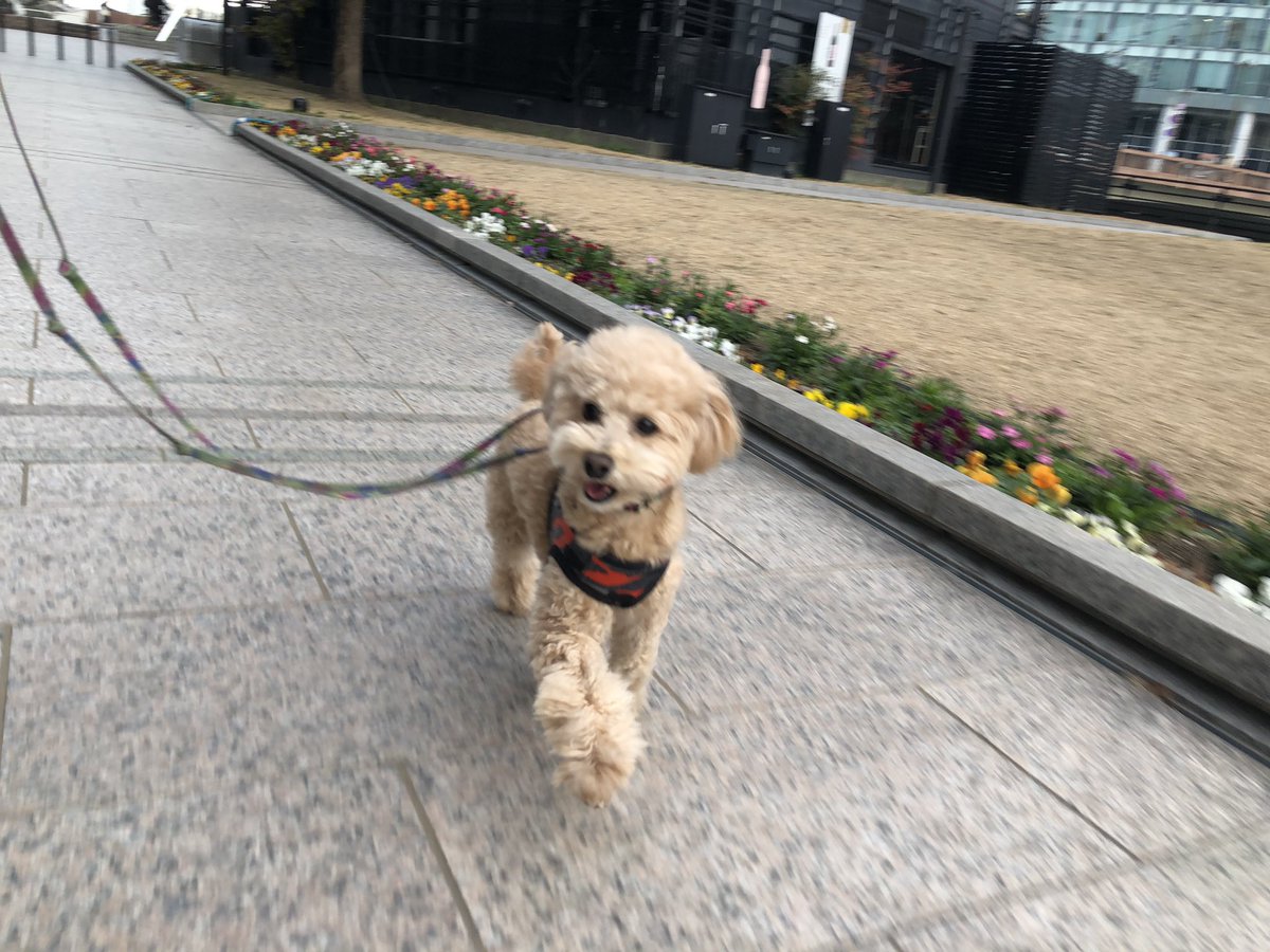 wanpark_189's tweet photo. お散歩✨
また遊ぼ〜ね💕

ワンパーク西中洲店は24時間営業、年中無休、24時間送迎対応のお店となっております！ https://t.co/CuLJvEMjUu