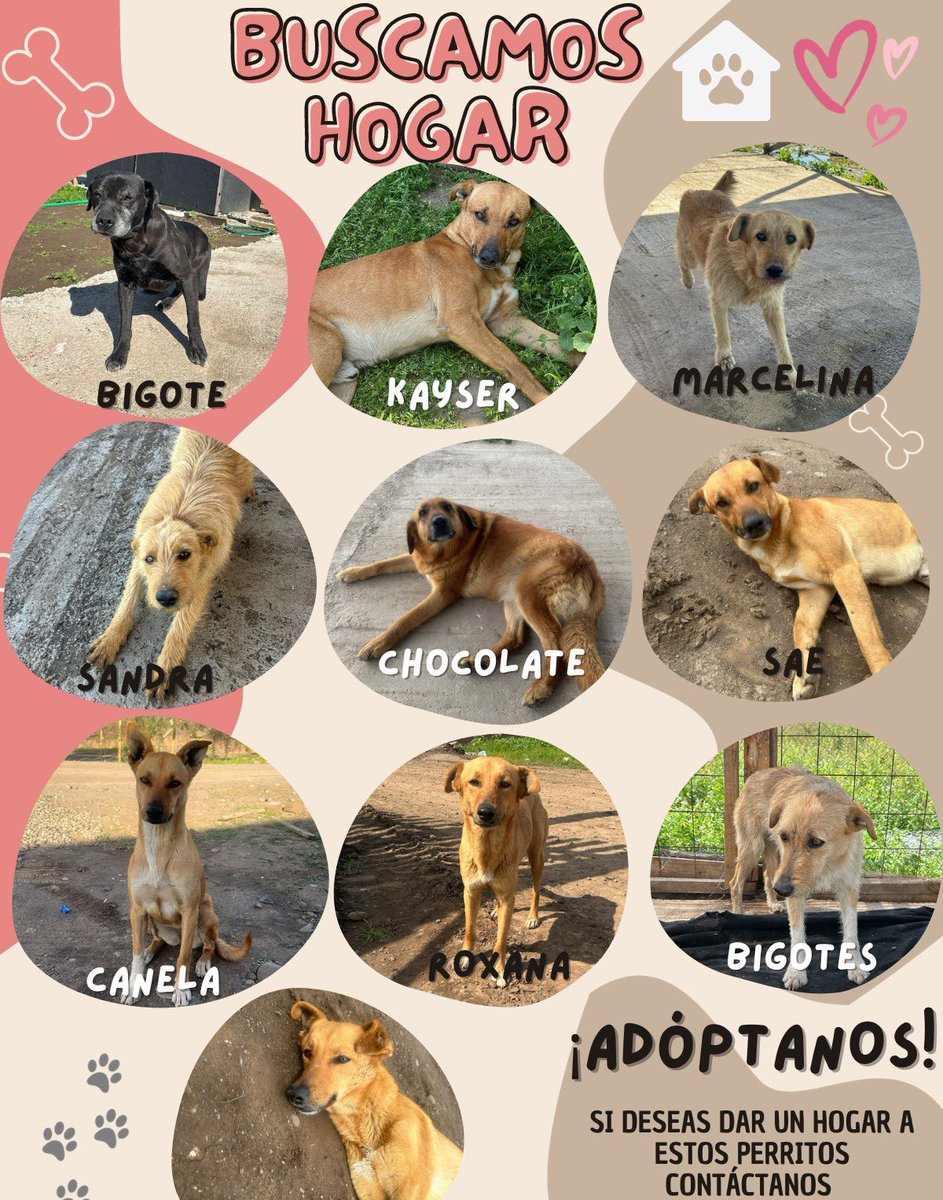 CataPilarss's tweet photo. Por favor, en unos días se los llevará una empresa de control de plagas y no puedo hacer nada por ellos, llevan años abandonados en esta obra en Colina, ayúdenme a difundir y cualquier duda mándenme un dm. La mayoría tiene entre 4-5 años, todos muy simpáticos y baja energía. https://t.co/iaC6z9iCEt