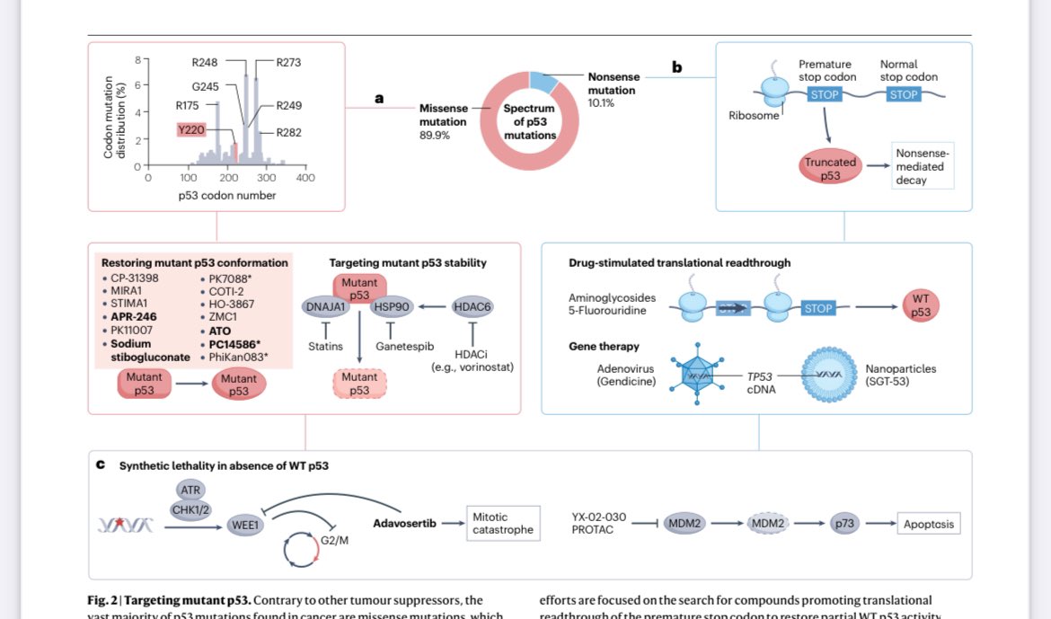 🚨Targeting p53 in cancer @NatureRevCancer ⁉️Is it promising? ✅A very comprehensive review ➡️Mechanisms of drugs ➡️Ongoing clinical trials ➡️Protacs ➡️p53 and immune therapy ➡️p53 gene therapy ➡️The dependence of p53 in a specific cancer type? ➡️Need for biomarkers to…
