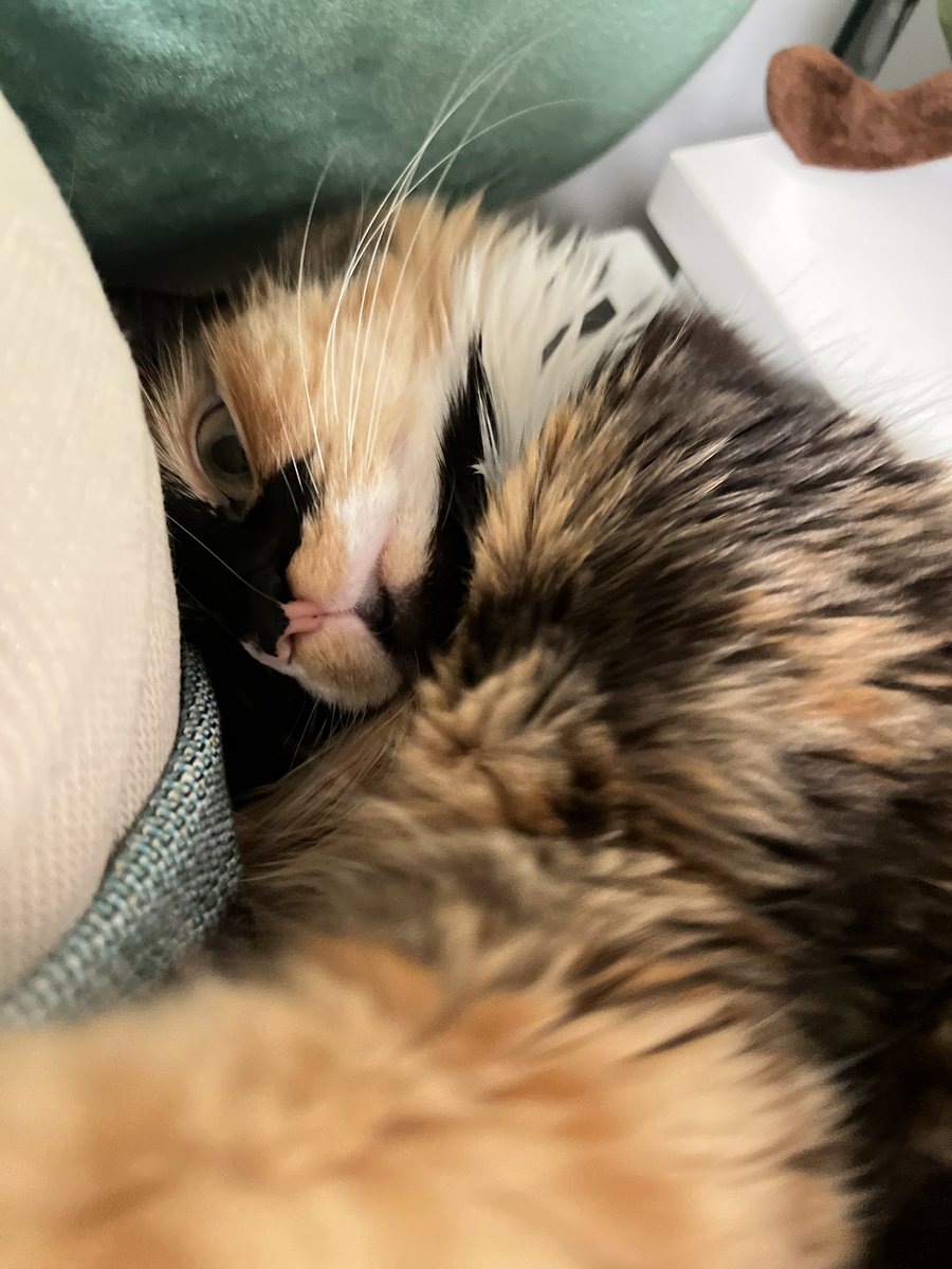 Sending hugs and love to you

#cat #CatsofTwittter #fyp #catoftheday