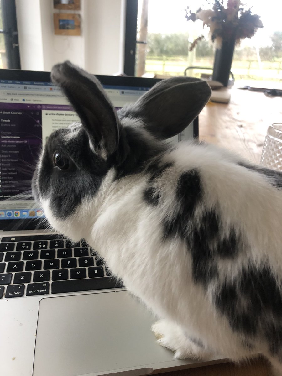 Emmett_Cath's tweet photo. Murphy the writing rabbit giving me his thoughts on this week’s @writementor #writerhyme homework! Paws up from him! https://t.co/HdfRhkzLiD