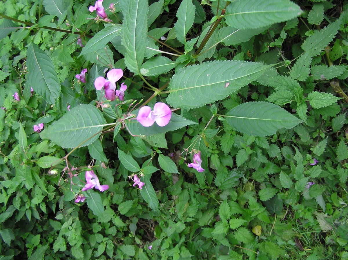 PCAPropertyCare's tweet photo. If you're looking for skilled and qualified people to help with any #invasiveweed issues , you can find one of our PCA members who's local to you on our website, click here to search 👉https://t.co/K7ppQhoJti #invasiveweedcontrol #homeowners #landlords https://t.co/YW5Tr89Pas