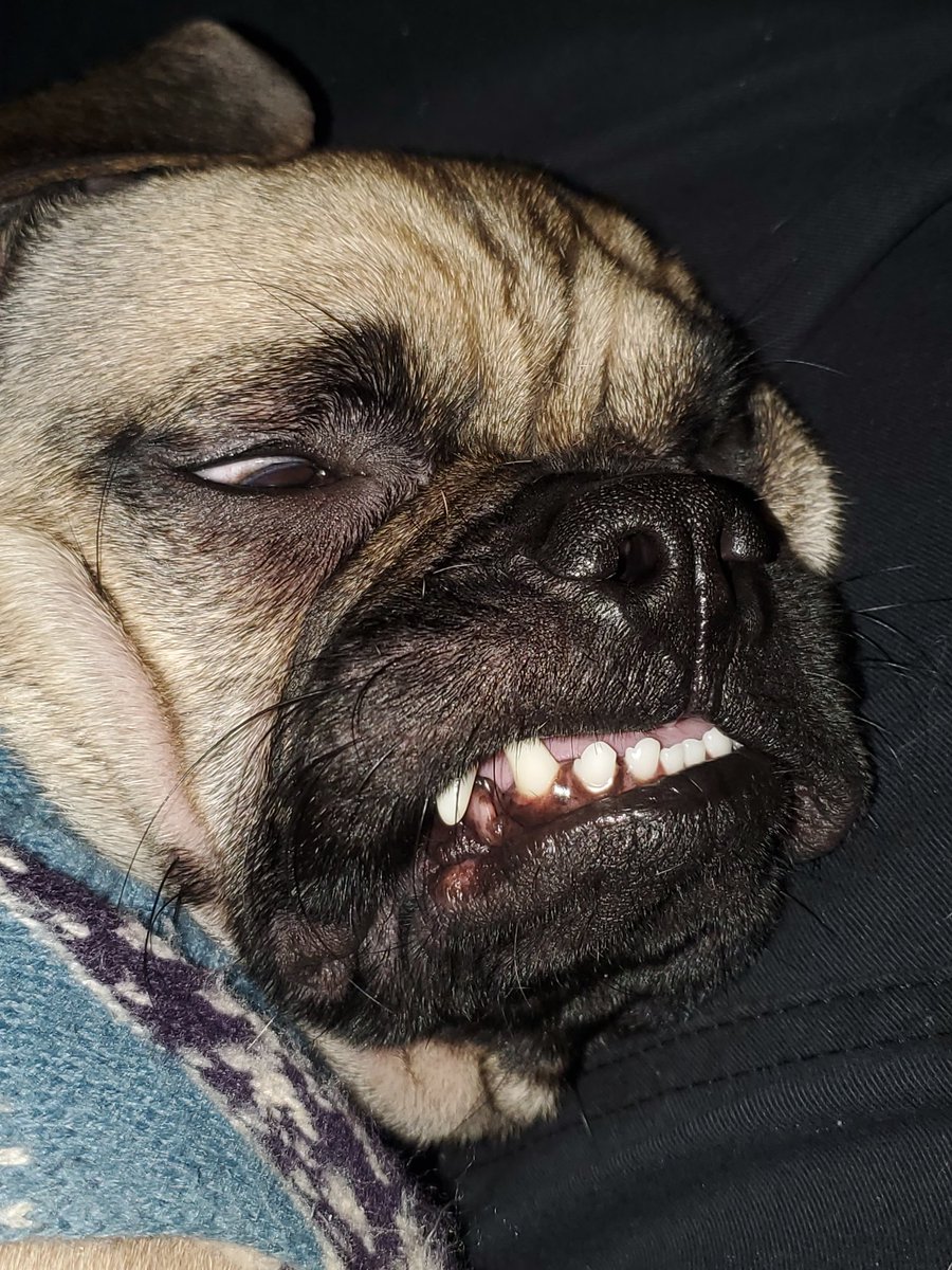 cerberusx92's tweet photo. @CovfefeChan Not a meme but maybe he can be made into one, his face made me think long ruff day https://t.co/QAQchw9QSU