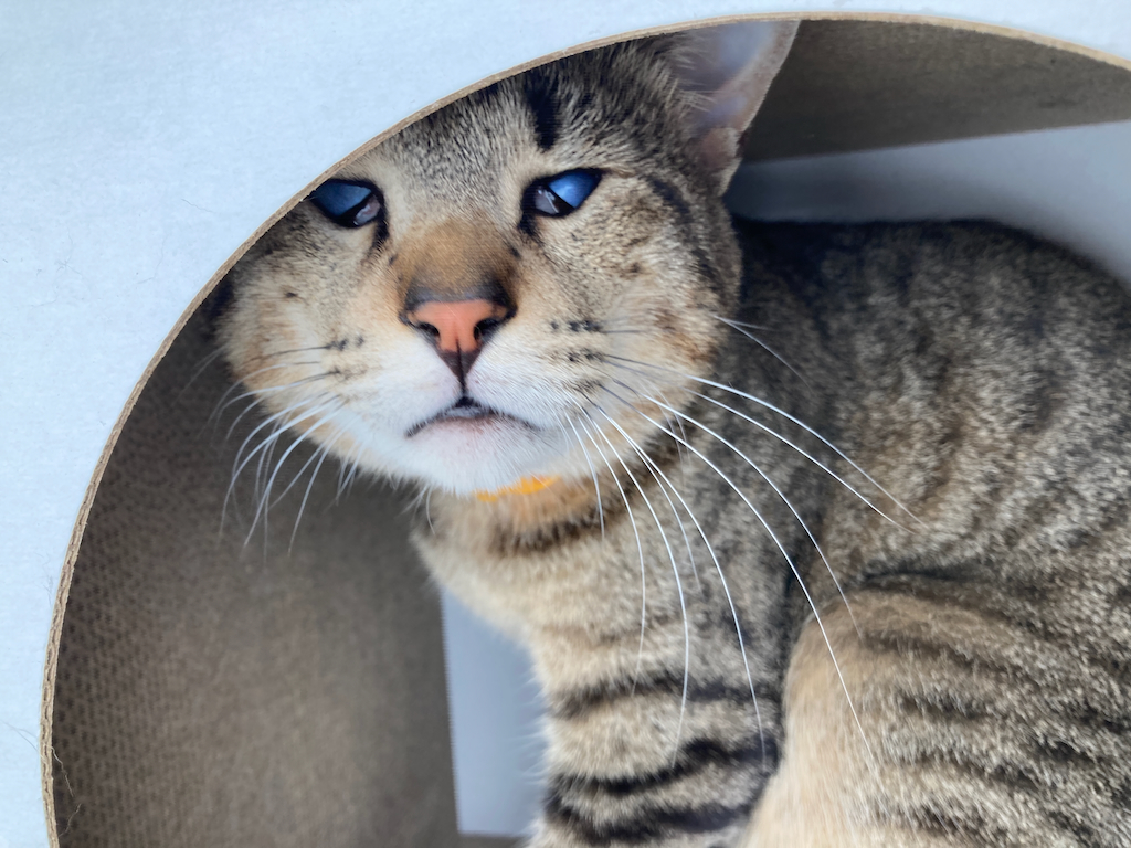 NekoNeko_Tei's tweet photo. ２０２３年、私達が捕獲した野良猫の数は１５０匹🐈

私達は区の登録団体ではないので、不妊去勢手術や保護に関わる助成金制度は一切利用していません。
なので保健所も把握していない実績となります。

詳細と個人的な思い➡️
https://t.co/SOsR8eCFiB

＃江戸川区　＃葛飾区　＃野良猫　＃ＴＮＲ https://t.co/iu4jUgzkl2
