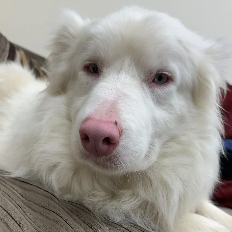 We are looking for a very special home for a very special boy ❤️

Find out more about Ralph here 👉 rats-animalrescue.co.uk/dogs/ralph

#AdoptDontShop #RescueDog #AnimalRescue