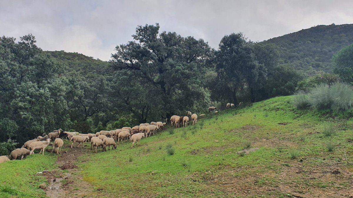 #PREVENCIÓN | El año pasado actuamos en una superficie de 5.896,51 ha, con la participación de más de 200 pastores y 100.000 cabezas de ganado del Proyecto #RAPCA. El #PlanForestalAndaluz, adaptado en 2023, apuesta por la recuperación de este uso tradicional contra los incendios.
