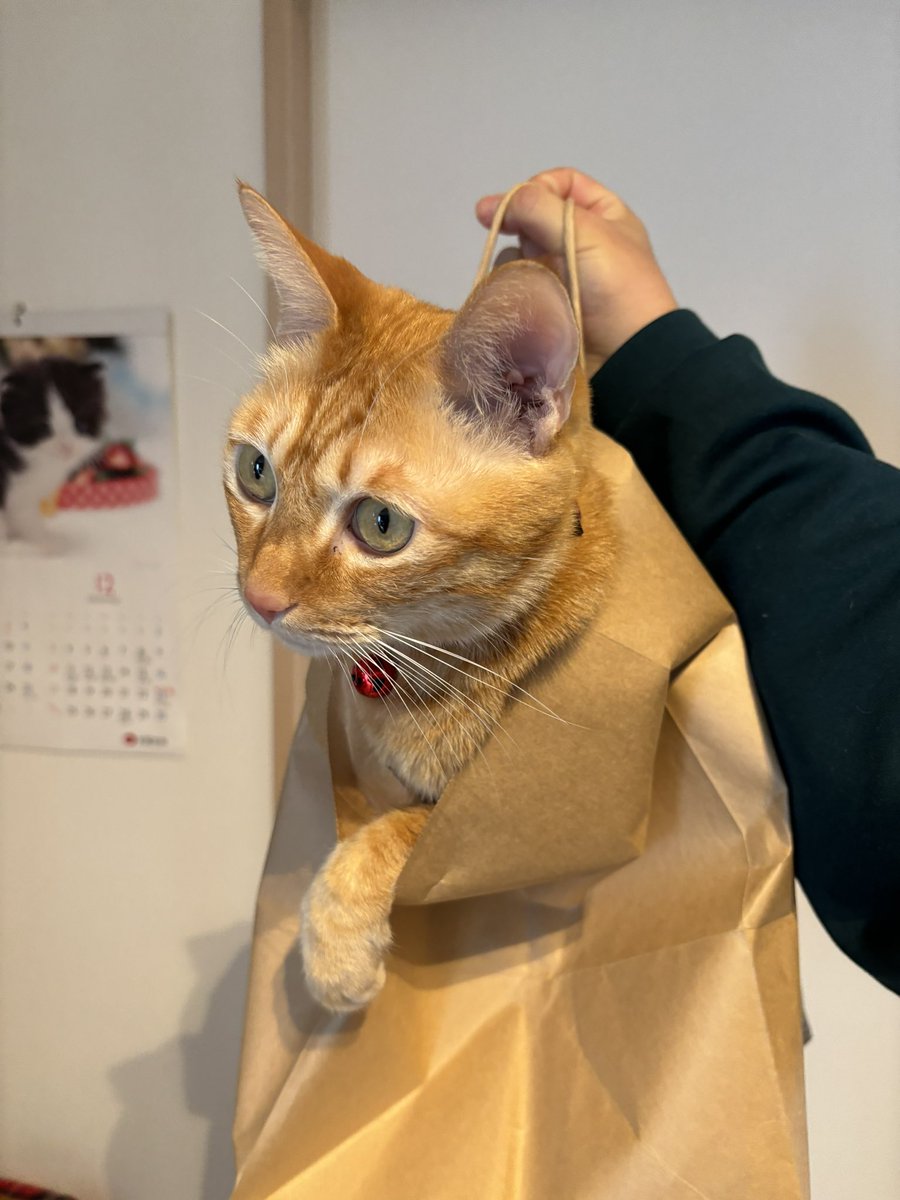 ko_jiro3's tweet photo. @nao_kizuki うちの子です🐈 https://t.co/CCdVJKZVeM