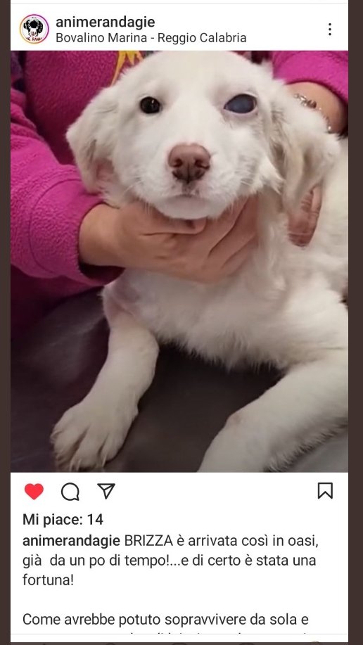 peraiutare's tweet photo. BRIZZA E ' PER POCHI.
PER QUELLI CHE SANNO VEDERE LA BELLEZZA DELLA SUA DIVERSITÀ.
CHI VUOLE UN CANE UNICO??AVANTI CON LE TELEFONATE! https://t.co/kiTn9h0EsN