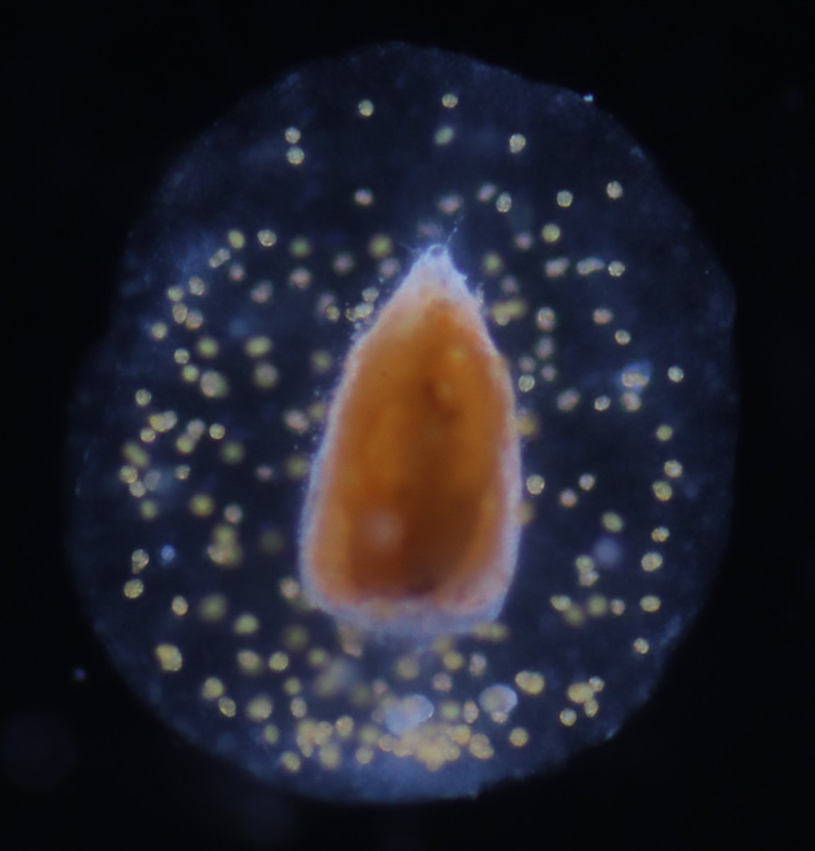 Why do some planktonic protists develop a gelatinous matrix? Here we show that this original adaptation is a strategy to cope with oligotrophy in the oceans: doi.org/10.1101/2024.0… With @NataliaLlopis1, Sarah Romac, Manon Laget and @biard_tristan