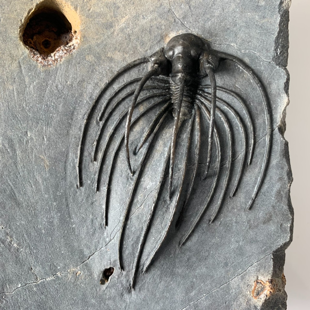 It’s #TrilobiteTuesday! Meet Heliopeltis, one of Morocco’s strangest Devonian trilobites. This 400-million-year-old critter had a small body, large eyes, and long spines. Scientists think its unusual body design indicates that this species floated on gentle ocean currents.