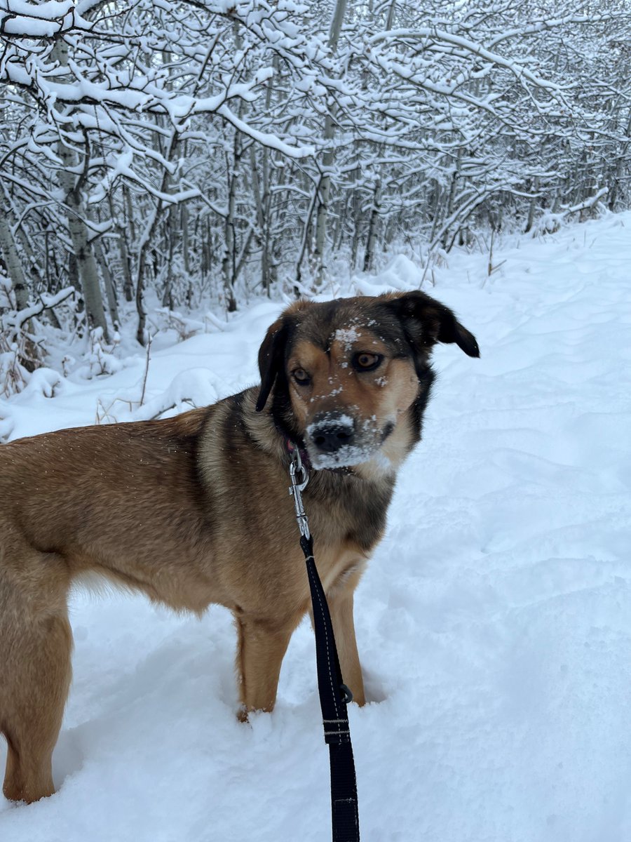 Not everyone loves snow, but Birdie does!! Birdie absolutely loves playing in the fresh snow. Thanks Linda for sharing. Your pets could be on our show. Share your dog walking photos to: jodi.hughes@bellmedia.ca