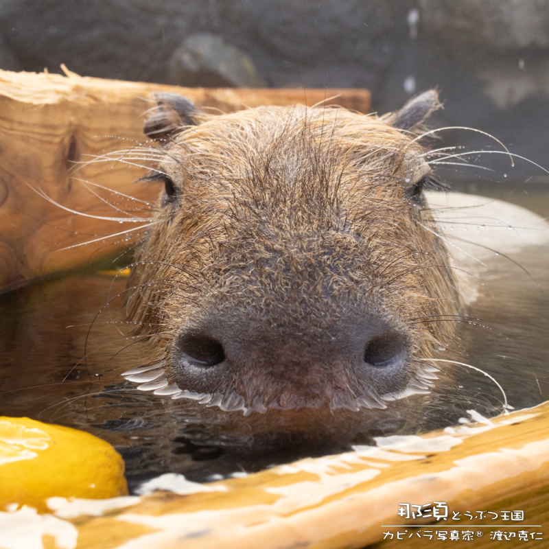 capybarahp's tweet photo. おはようございます。

#カピバラ #水豚 #capybara #おはよう https://t.co/acD2WuI6MK