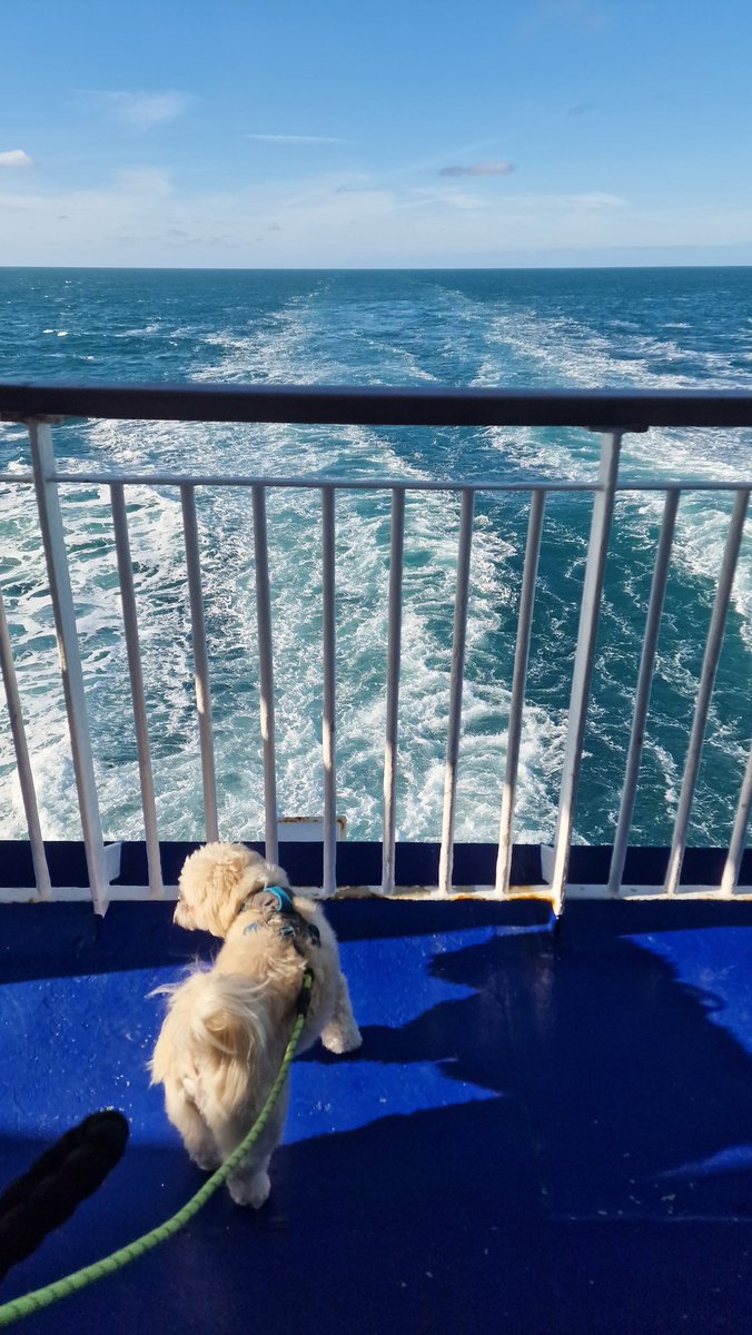 MitchMan 🇮🇪 tweet media