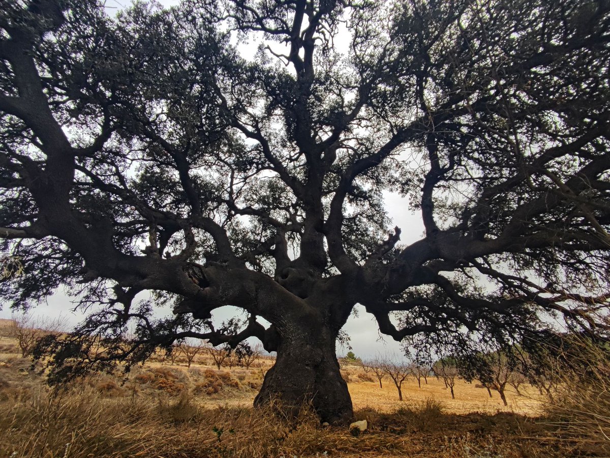 ernestocoy2's tweet photo. Carrasca del cortijo de La Atalaya. Cehegín. Algo más de 5 metros de perímetro. https://t.co/3WUzL9ySY7