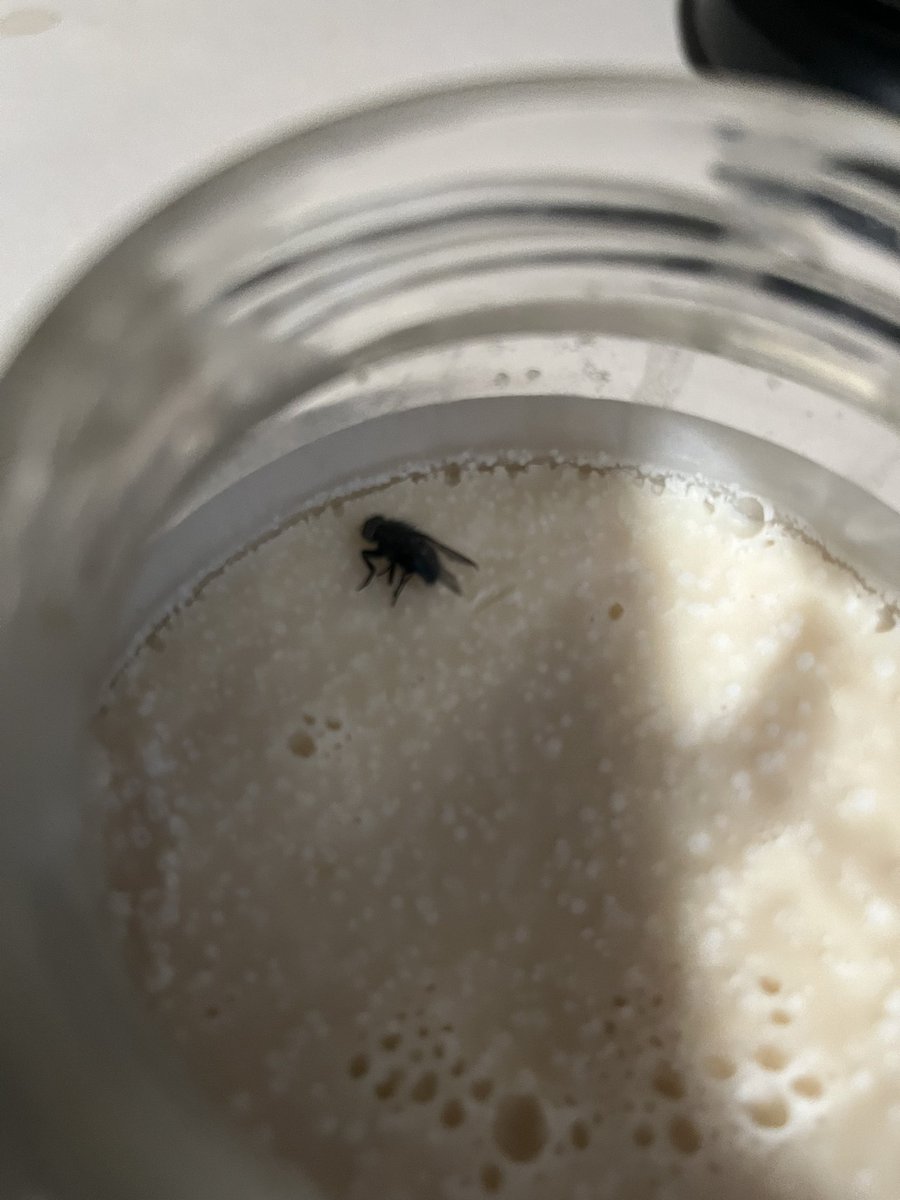 grundgetta49769's tweet photo. What a way to go. #bacongrease #housefly I feel bad it had to suffer being stuck but I am
Hoping it passed with a smile and a full belly https://t.co/4rr5SGwGjF