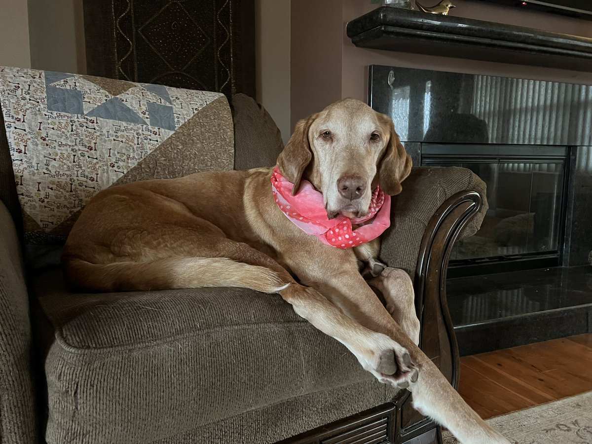 Wearing pink💗to send support, prayers & best wishes to Moose & Rocky’s Mom @creek_moose during her surgery to remove breast cancer! 
You got this! 🐾🙏💪
#pinkformoosesmom 💕

#heckcancer #dogsoftwitter #love