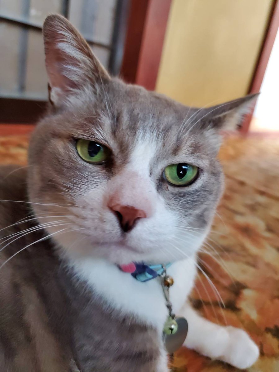 harmonious02220's tweet photo. 輪島朝市で実家が倒壊のちに全焼しました。実家の猫３匹ともいまだ見つかっていません。猫捜索グループ内でも自宅が全焼したお宅の猫ちゃんはまだ１匹も帰れていません。この現実が辛いですが逃げて生きていると信じています。見掛けましたらご連絡お願いいたします。 https://t.co/GGI94WGU0j