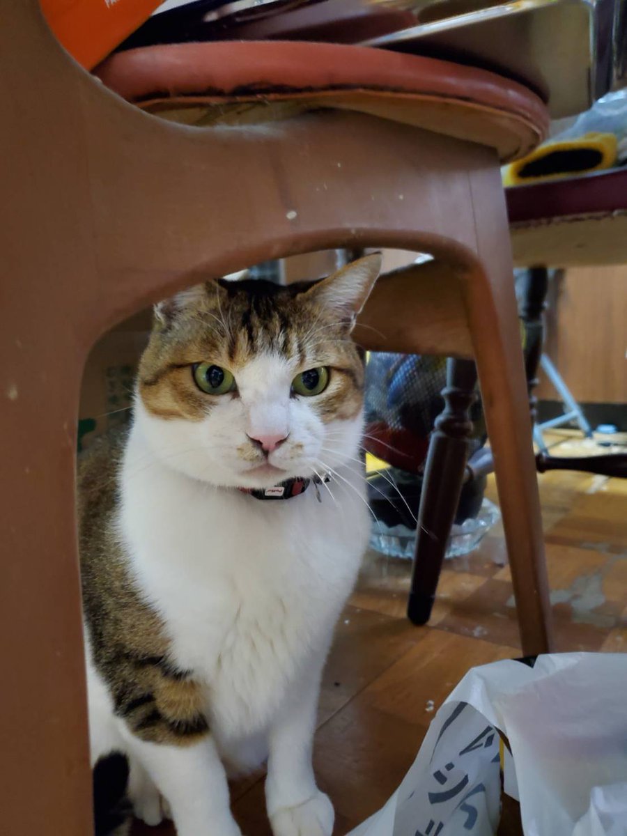 harmonious02220's tweet photo. 輪島朝市で実家が倒壊のちに全焼しました。実家の猫３匹ともいまだ見つかっていません。猫捜索グループ内でも自宅が全焼したお宅の猫ちゃんはまだ１匹も帰れていません。この現実が辛いですが逃げて生きていると信じています。見掛けましたらご連絡お願いいたします。 https://t.co/GGI94WGU0j