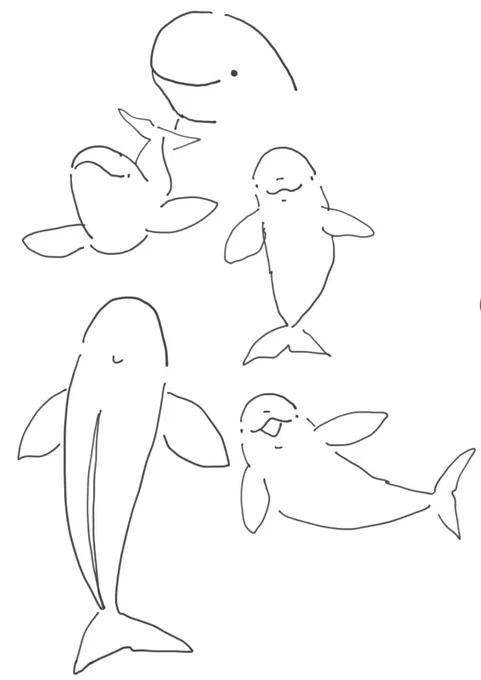 スナメリ、見れば見るほど魅力的な生き物🐬 