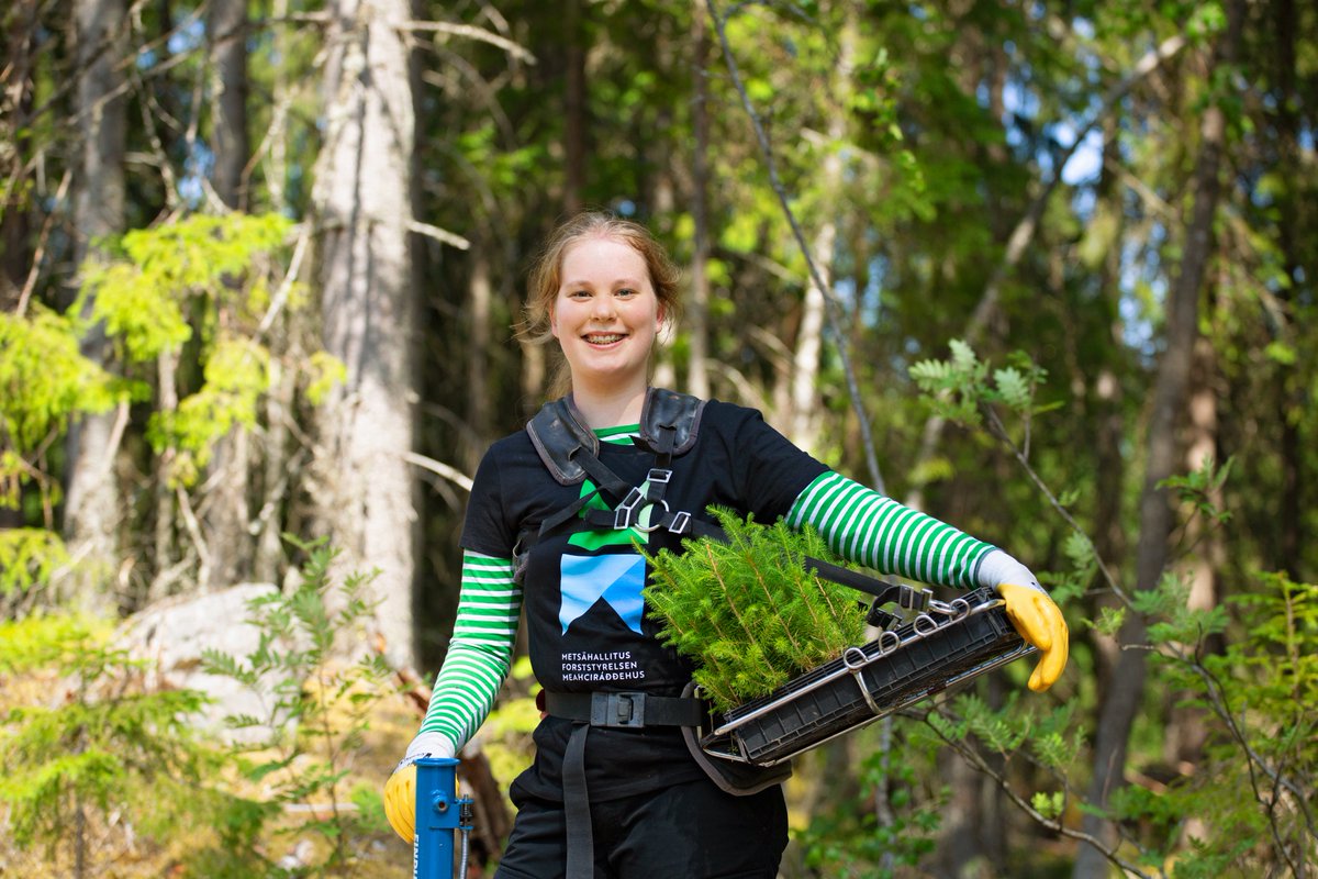 📯 Metsänistuttajien kesätyöpaikat on haettavissa! 

Paikkoja on tänä vuonna tarjolla yhteensä 85 Sodankylässä, Rovaniemellä, Kittilässä, Kuhmossa, Suomussalmella, Pudasjärvellä, Taivalkoskella, Lieksassa, Nurmeksessa ja Parkanossa. 

Työ tarjoaa mahdollisuuden kesätyöhön