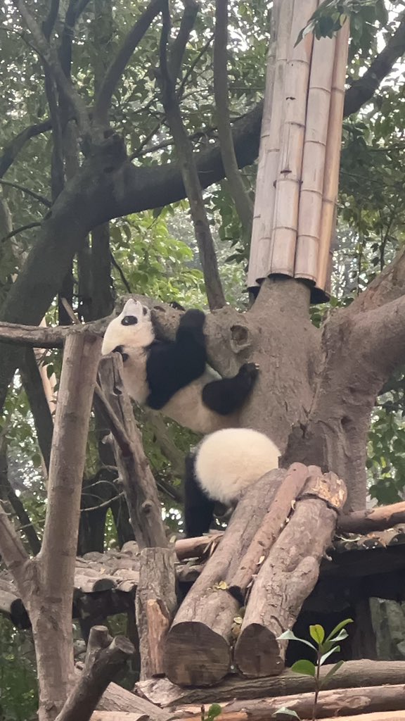 tsutsuww's tweet photo. パンダ🐼 https://t.co/GmhkR1pe5l