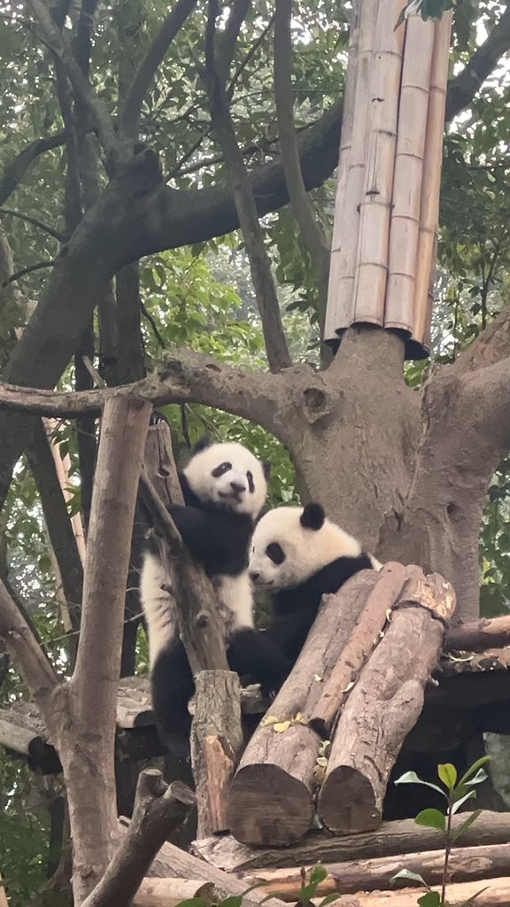 tsutsuww's tweet photo. パンダ🐼 https://t.co/GmhkR1pe5l