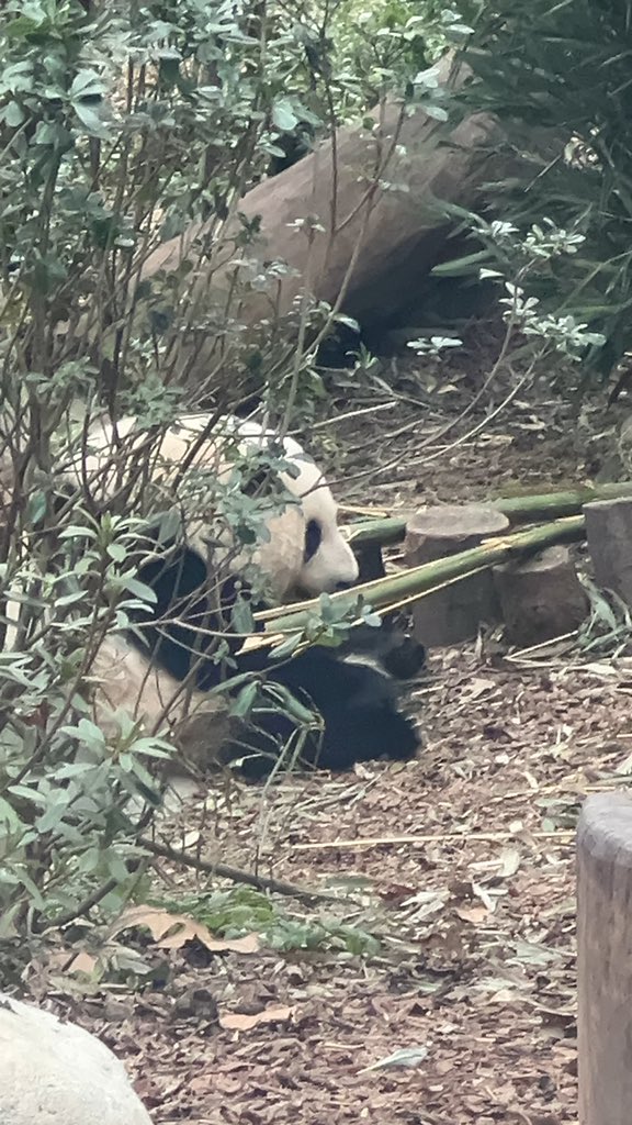 tsutsuww's tweet photo. パンダ🐼 https://t.co/GmhkR1pe5l