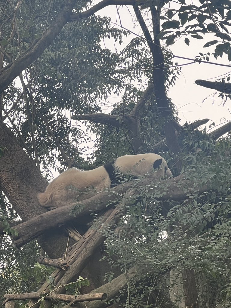 tsutsuww's tweet photo. パンダ🐼 https://t.co/GmhkR1pe5l