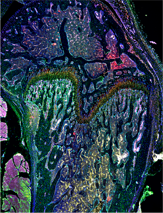 Today, we showcase a fascinating hamster bone for #TissueTuesday using our #PhenoImager solution. This bone is from a Golden Syrian Hamster femur stained w/ various proteins, including #SARSCoV2 nucleocapsid protein (NP), ACE2, TRAP, CD68, & IL-1β. bit.ly/44k3z9j #SciArt