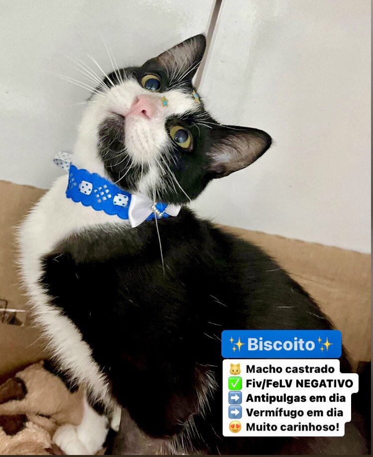 Jové e Biscoito entraram para adoção! Dois últimos resgatados e, felizmente, NEGATIVOS pra Fiv/FeLV. Tratamos eles há duas semanas, vieram doentes e com giárdia das ruas. O Biscoito veio com uma mordida terrível no pescoço. Agora estão de alta e buscam um lar! 

📍 Passo Fundo/RS