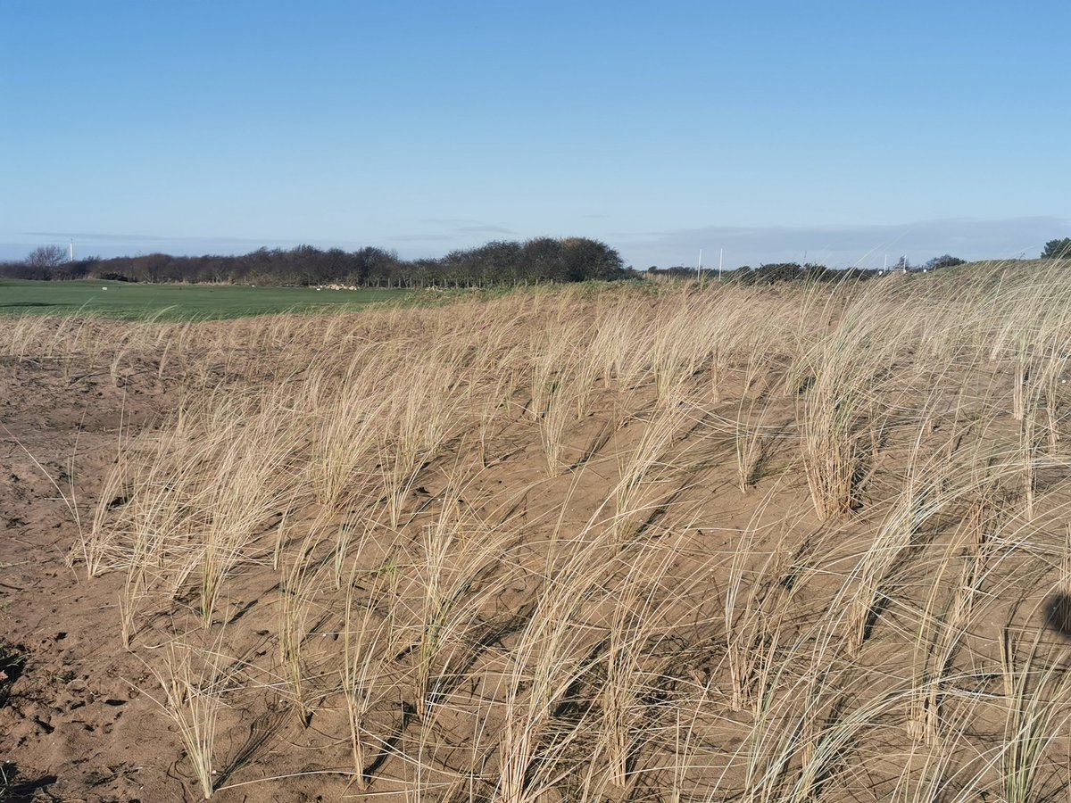 The birth of a new marram nursery @HeskethGolfClub before and after #linksification #lovegreenkeeping @BIGGALtd