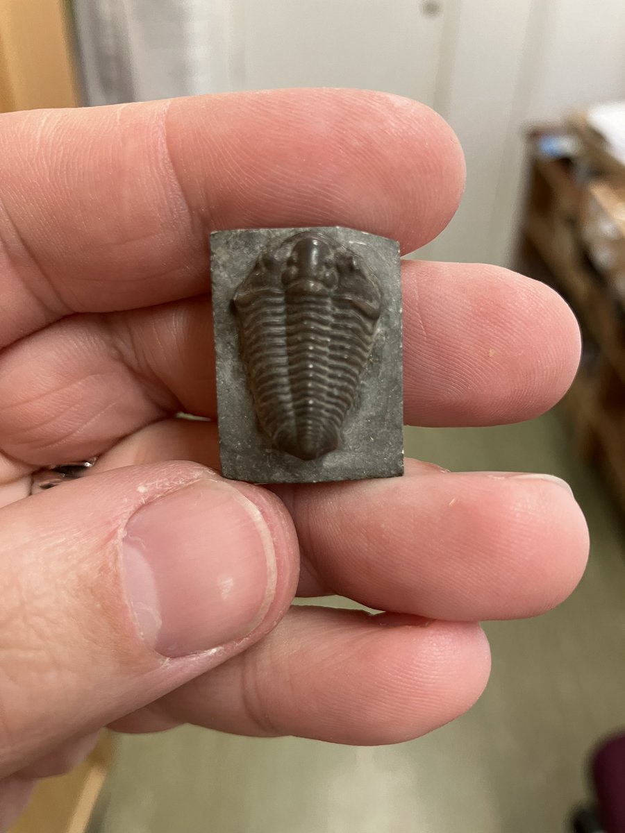 12 year old me: dreaming of finding a complete Dudley bug (trilobite) in <a href="/BCgeopark/">BCgeopark</a> 

38 year old me: just a normal day in <a href="/morethanadodo/">Oxford University Museum of Natural History</a> Earth Collections…
