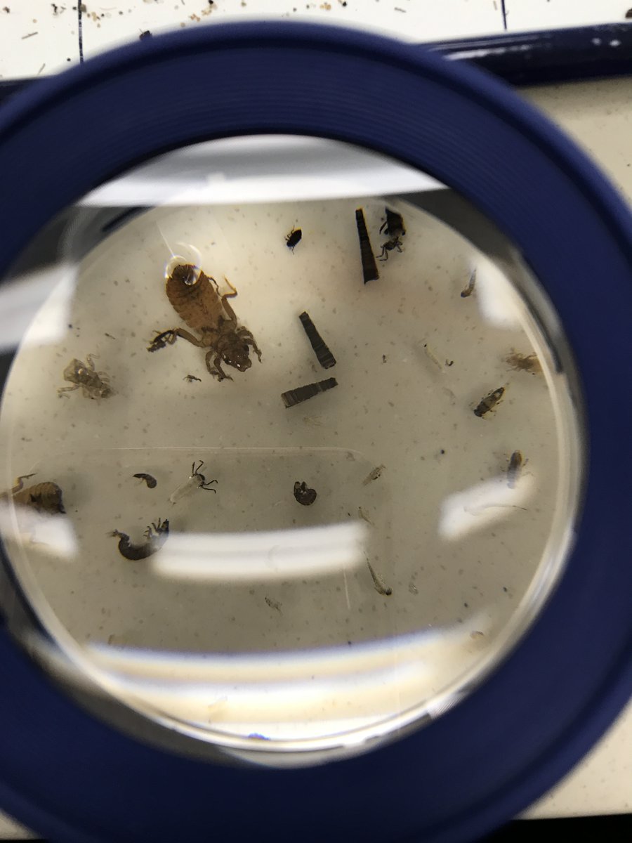 Wondering what our field staff are up to in the winter? Well, our biodiverse habitats team is spending time analyzing macroinvertebrate samples they collected this past summer as part of an ongoing study comparing our restoration sites before and after our projects take place.