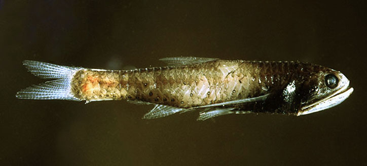 jethroreading32's tweet photo. Diel vertical migration is so cool man. Imagine being a little 4cm lanternfish swimming 400m every night and then doing it again in the morning - scaled up, that'd be the same as running 20km twice a day! https://t.co/jXwi1hx460